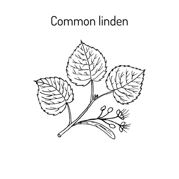 Linden branch with leaves and flowers — Stock Vector