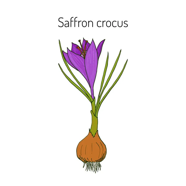 แซฟฟรอน crocus - ดอกไม้ฤดูใบไม้ผลิ — ภาพเวกเตอร์สต็อก