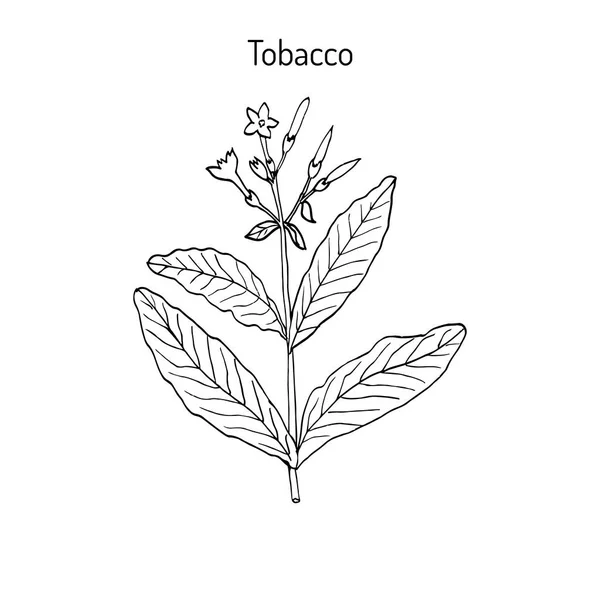 Табачное растение, ручная работа — стоковый вектор