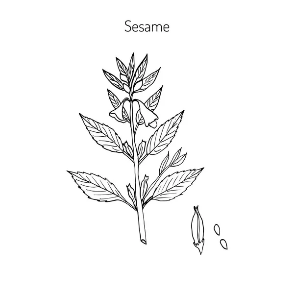 Sésame Sesamum orientale — Image vectorielle