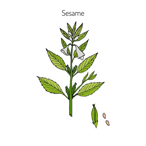 Sésamo Sesamum orientale — Vector de stock