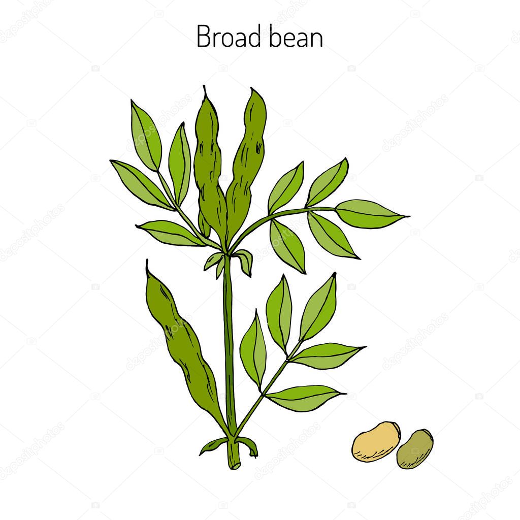 Broad beans or fava beans
