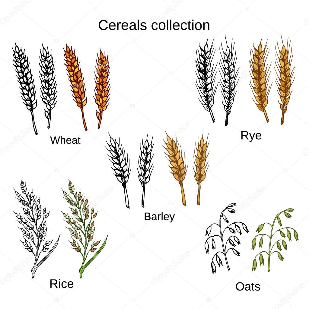 Set of cereals. Barley, rye, oats, rice and wheat