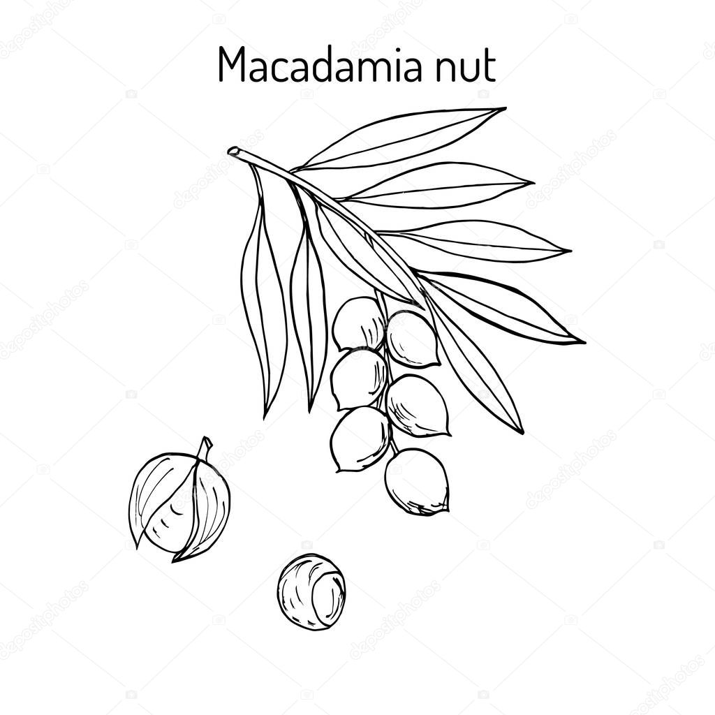 Macadamia nut branch