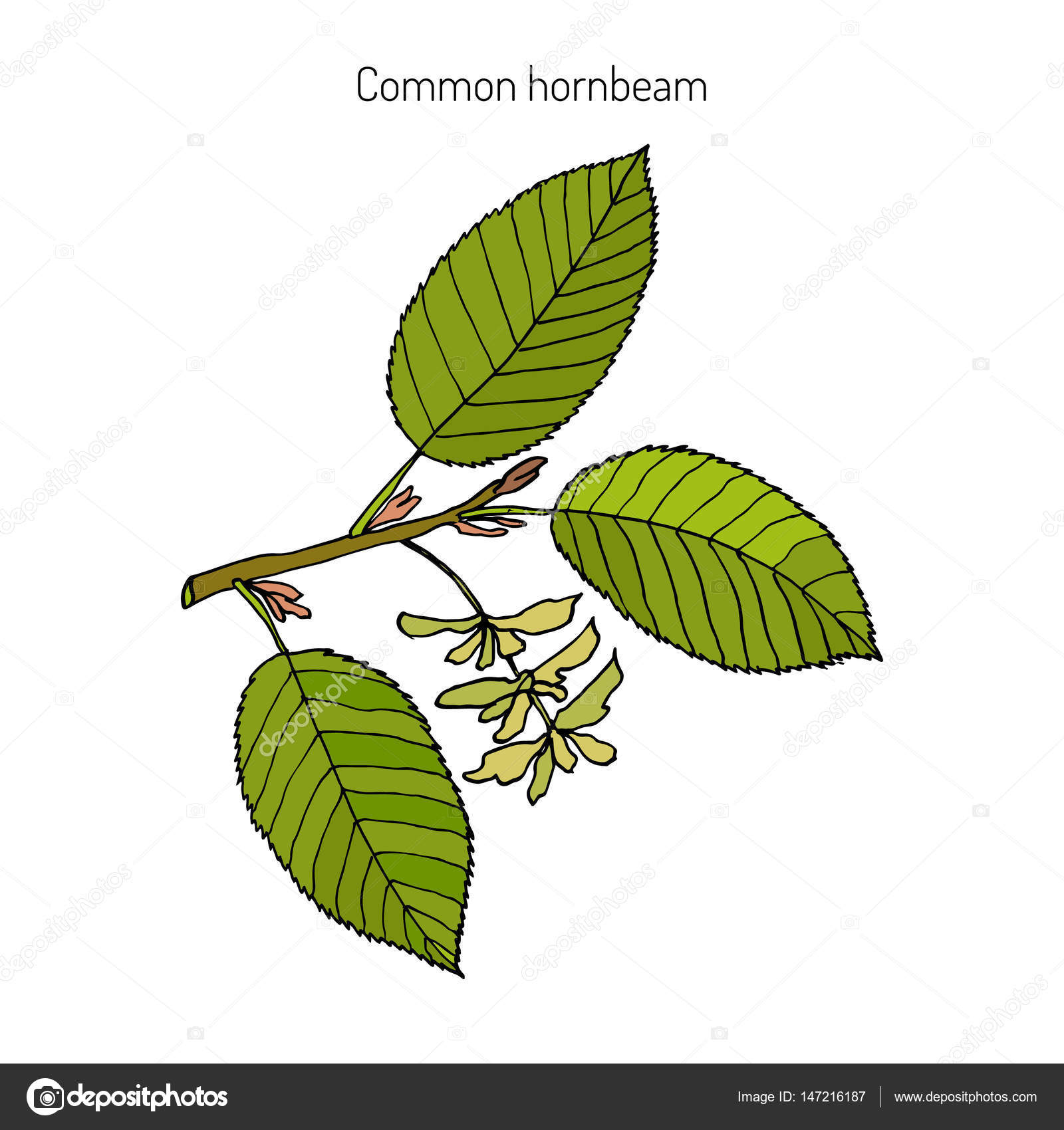 葉と果実を持つシデ ストックベクター C Foxyliam