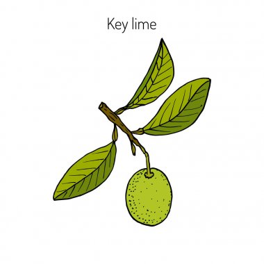 Kireç şube yaprakları ile