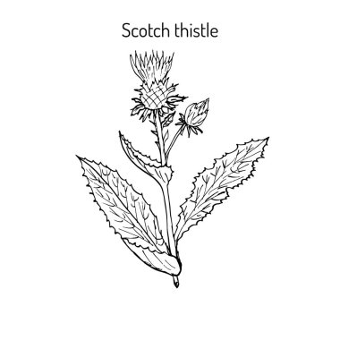 Süt Thistle bitki