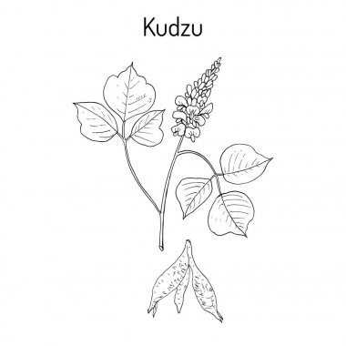 Kudzu pueraria montana, şifalı bitki
