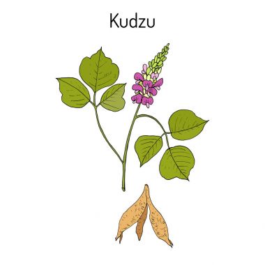 Kudzu pueraria montana, şifalı bitki
