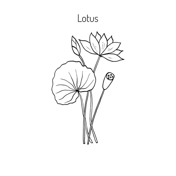 Lotus planta com flor — Vetor de Stock