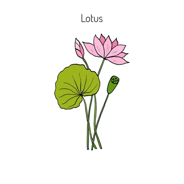 Planta de loto con flor — Vector de stock