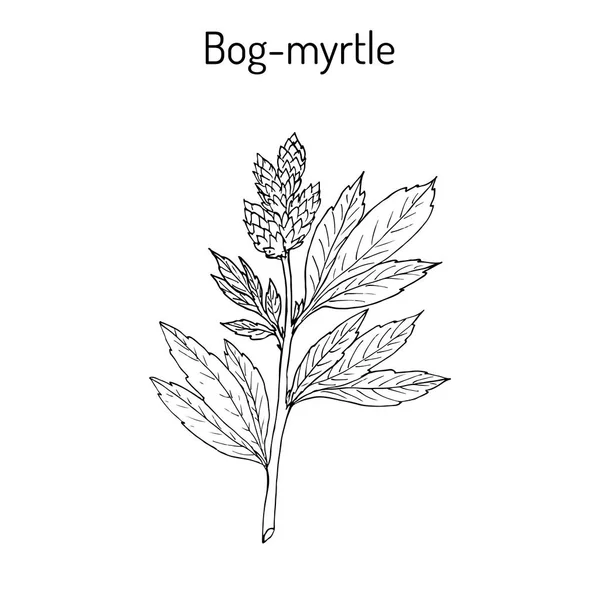 Bog-myrtle myrica gale, ou sweetgale, planta medicinal — Vetor de Stock