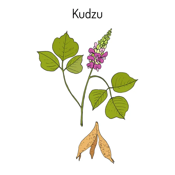 Kudzu pueraria montana , medicinal plant — Stock Vector