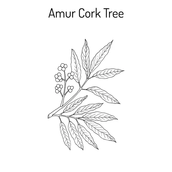 Amur cork tree phellodendron amurense, kinesiska medicinalväxt — Stock vektor