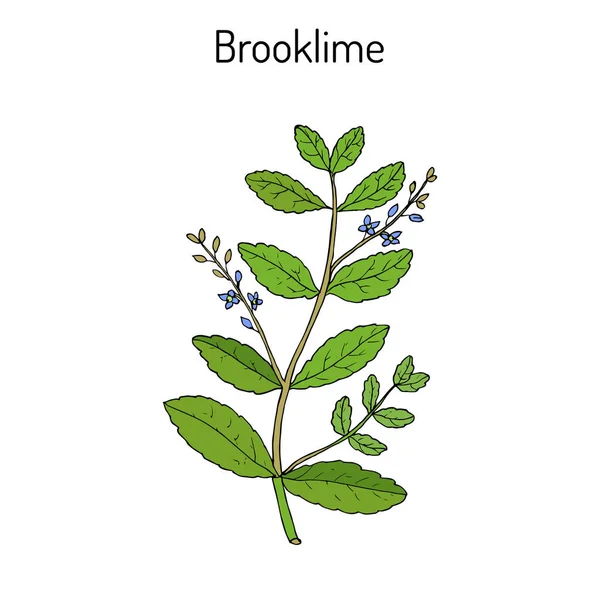 Brooklime ベロニカ beccabunga、欧州スピードウェル、薬用植物 — ストックベクタ