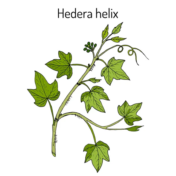 Hiedra inglesa Hedera helix, planta ornamental y medicinal — Vector de stock