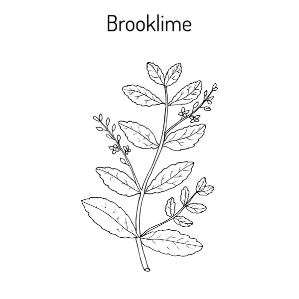 Brooklime ベロニカ beccabunga、欧州スピードウェル、薬用植物 — ストックベクタ