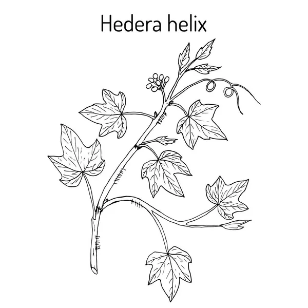 Hera inglesa Hedera helix, planta ornamental e medicinal —  Vetores de Stock