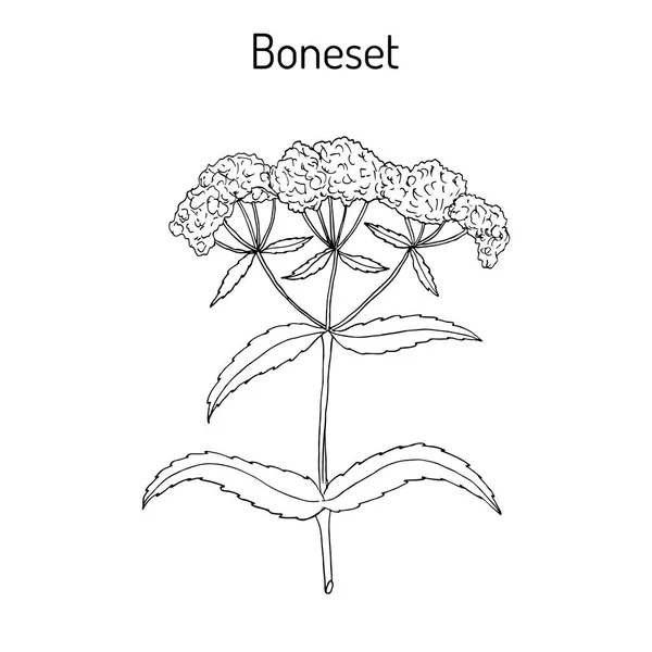 Boneset perfoliatum Eupatorium, lub agueweed, feverwort, pocenie się roślin. — Wektor stockowy