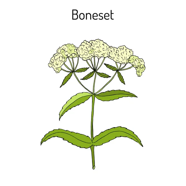 Boneset Eupatorium perfoliatum, o agueweed, hipérico, planta de sudoración . — Vector de stock