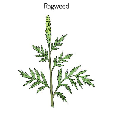 Common ragweed Ambrosia artemisiifolia clipart