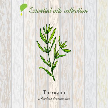 Tarhun, esans etiket, aromatik bitki