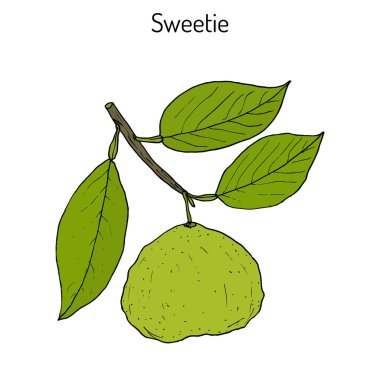 Tatlım narenciye oroblanco meyve