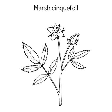 Marshlocks comarum palustre veya bataklık kurtpençesi, marsh kurtpençesi mor. Tıbbi bitki
