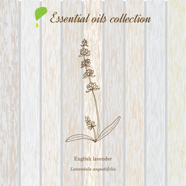 Lavendel, etherische olie label, aromatische plant. — Stockvector
