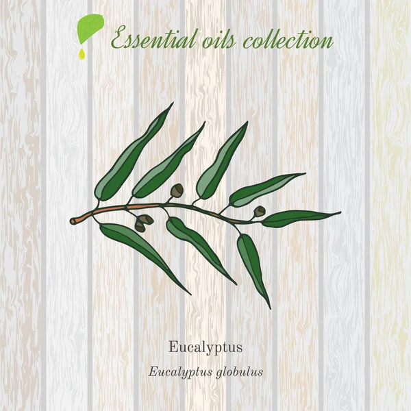 Eucalyptus etherische olie label, aromatische plant. — Stockvector