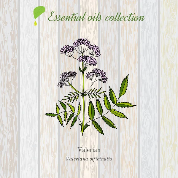 Valeriana, etiqueta de aceite esencial, planta aromática . — Vector de stock