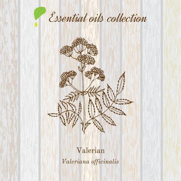 Valeriana, etiqueta de aceite esencial, planta aromática . — Vector de stock