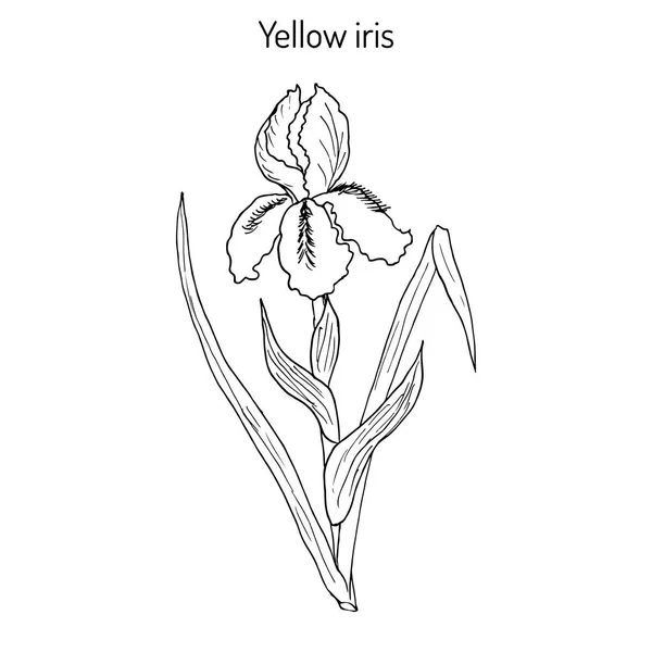 Ilustración vectorial con flor de iris amarillo — Archivo Imágenes Vectoriales