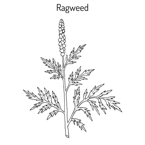 일반적인 ragweed Ambrosia 풀 — 스톡 벡터