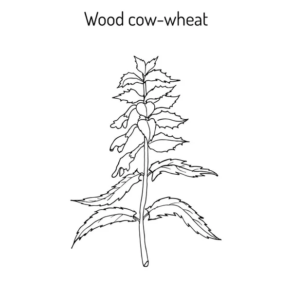 Madera de trigo de vaca, Noche y Día Melampyrum nemorosum, planta medicinal — Vector de stock