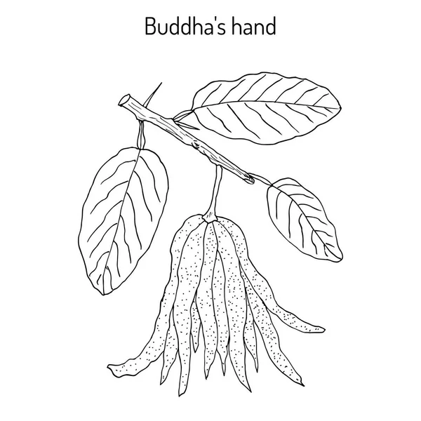 Палец цитрона, Citrus medica, или рука Будды - экзотические фрукты — стоковый вектор