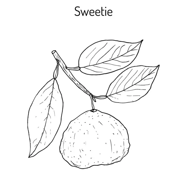 Édes citrus oroblanco gyümölcs — Stock Vector