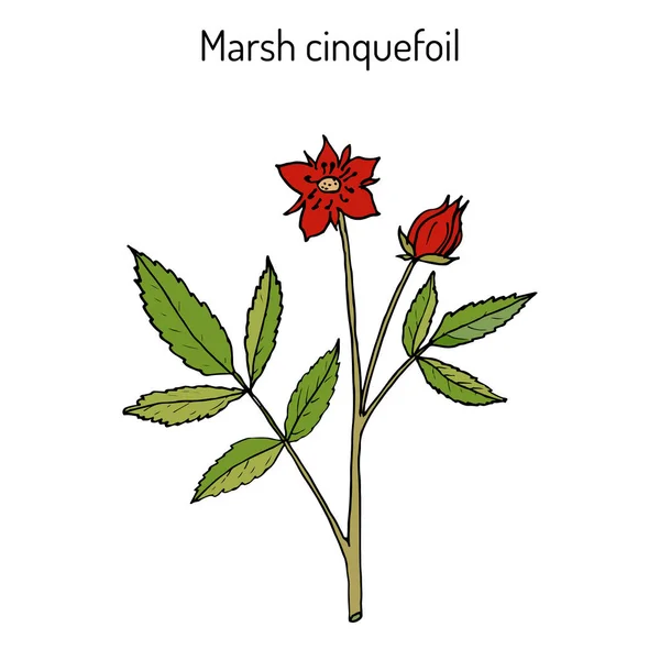 Marshlocks roxos comarum palustre, ou folha de cinquefoil pântano, folha de cinquefoil pântano. Planta medicinal — Vetor de Stock