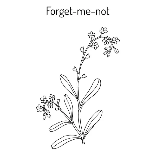 Forget-me-not. Hand getekende illustratie — Stockvector