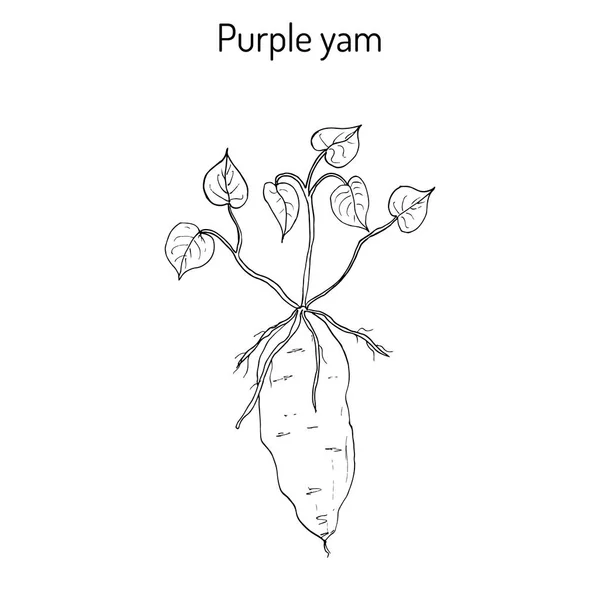 Mor yam Dioscorea alata — Stok Vektör