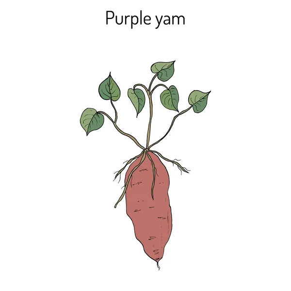 Purple yam Dioscorea alata - Stok Vektor