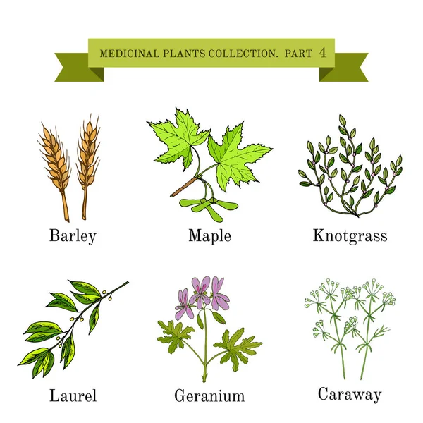 Vintage collection of medical herbs — Stock Vector