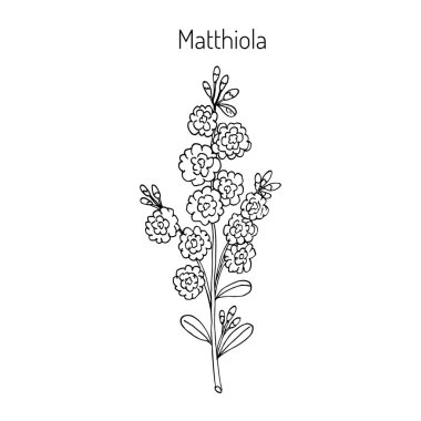 Matthiola iincana, vektör çizim