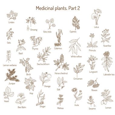 Vintage collection of medical herbs clipart