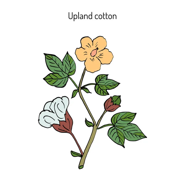 Planta de algodón con flor — Vector de stock