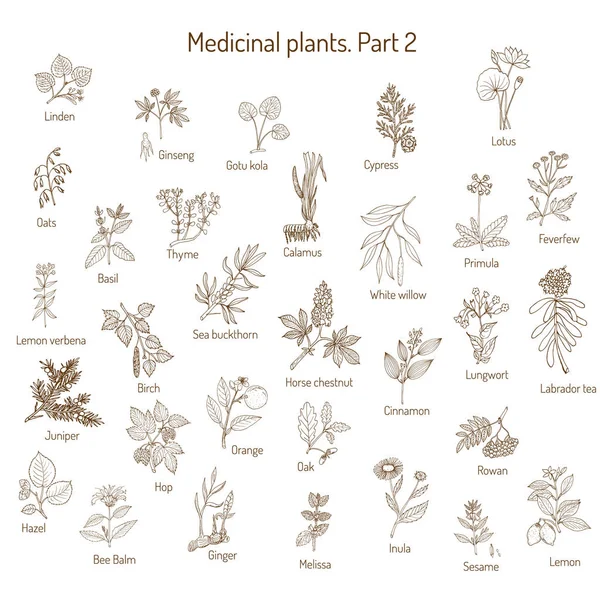 Colección vintage de hierbas medicinales — Archivo Imágenes Vectoriales