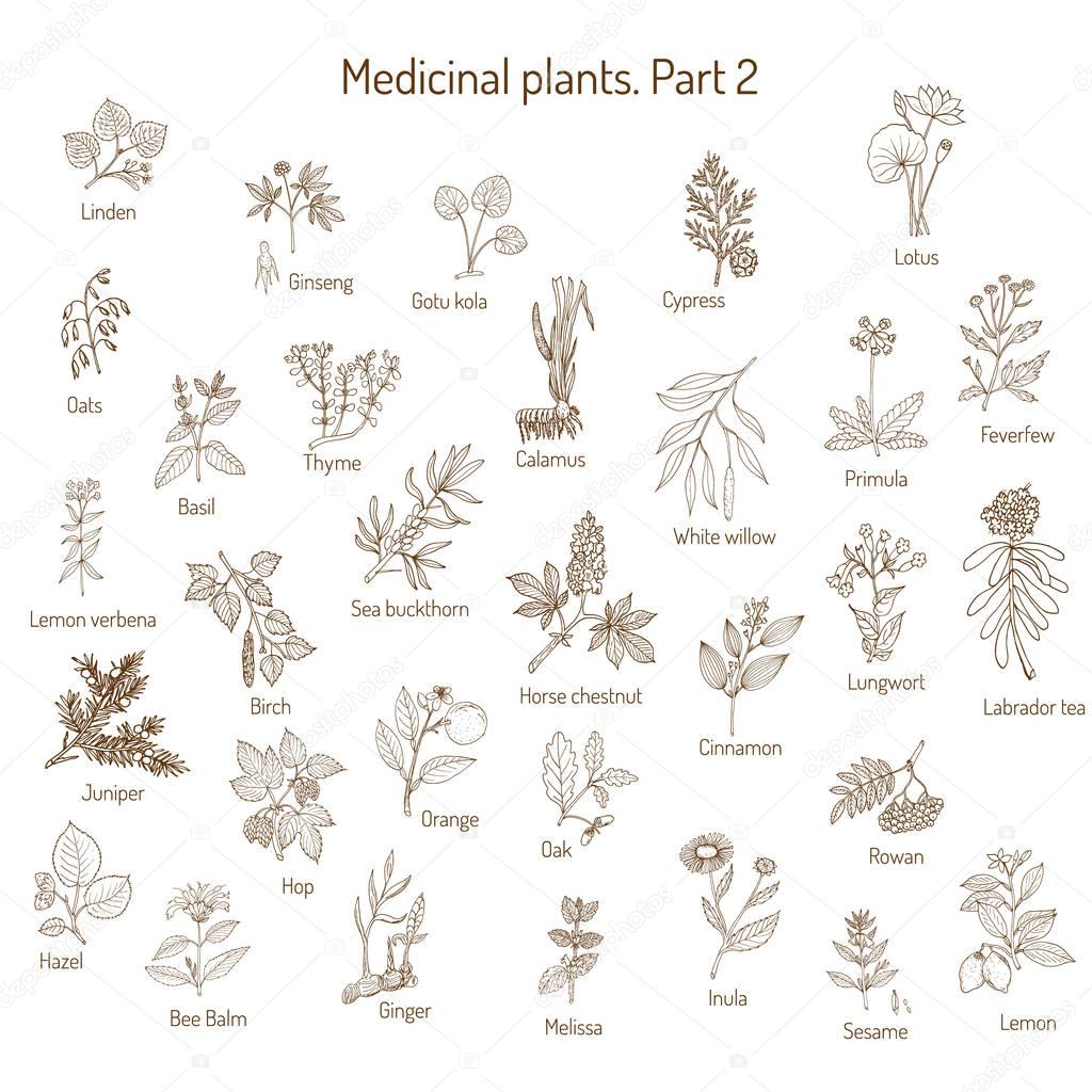 Vintage collection of medical herbs