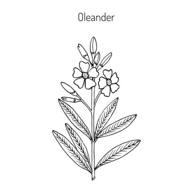 Oleander Nerium oleander clipart