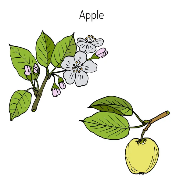 手绘图苹果树枝 — 图库矢量图片