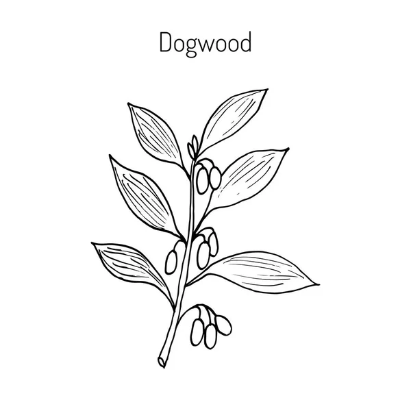 Ramo de planta de dogwood —  Vetores de Stock